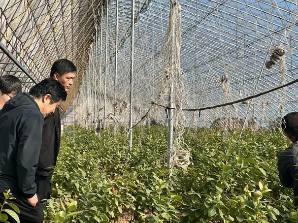 凤凰农云考察团实地调研